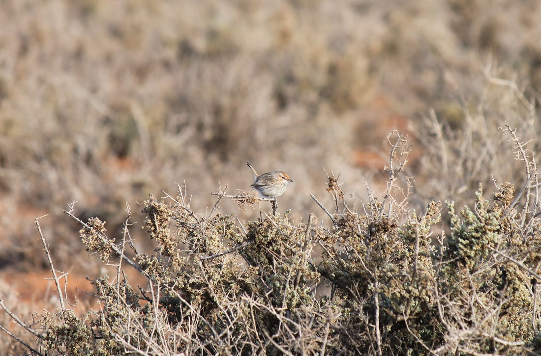 Rufous Fieldwren