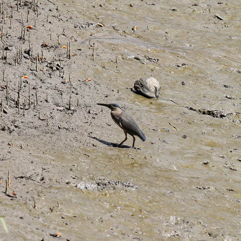 Striated Heron