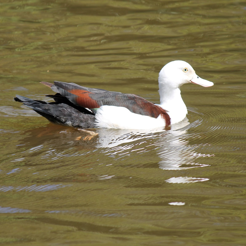 Radjah Shelduck