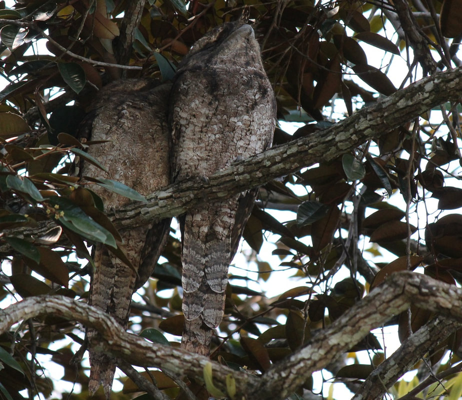 Papuan Frogmouths