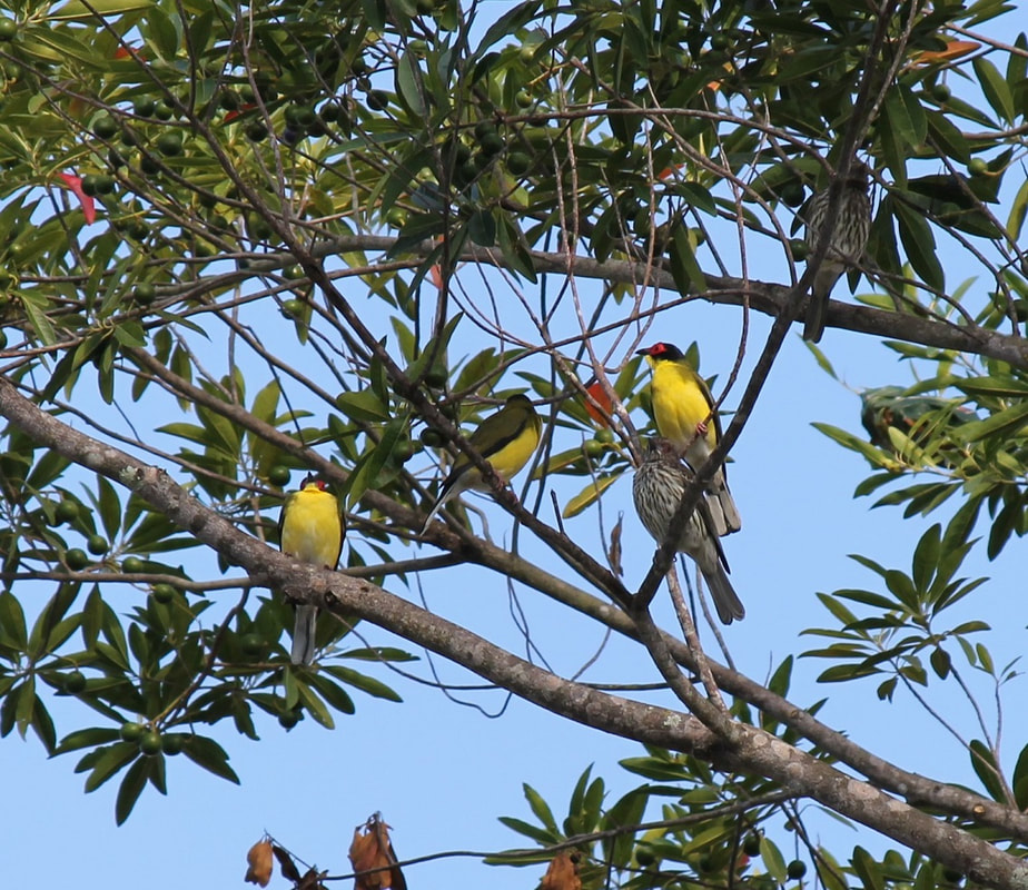 Australasian Figbird