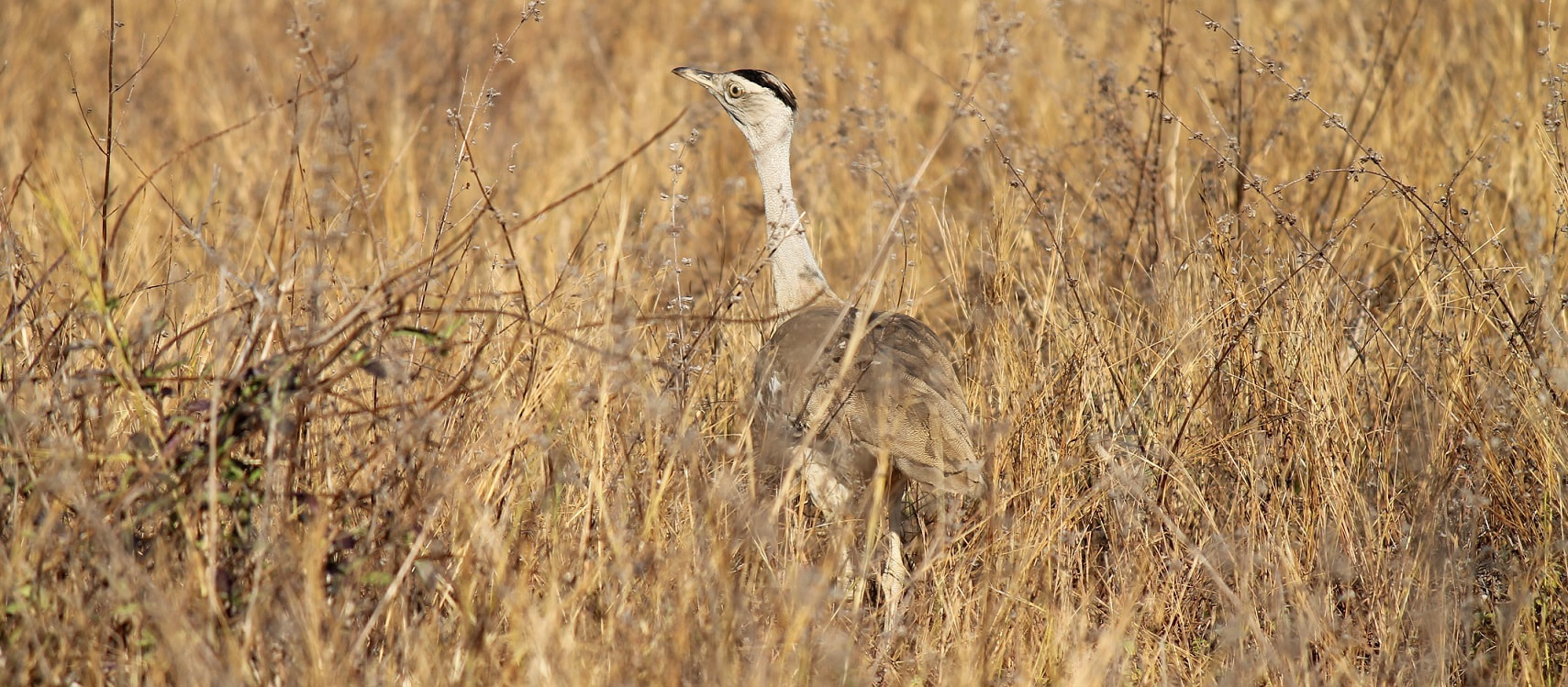 Australian Bustard