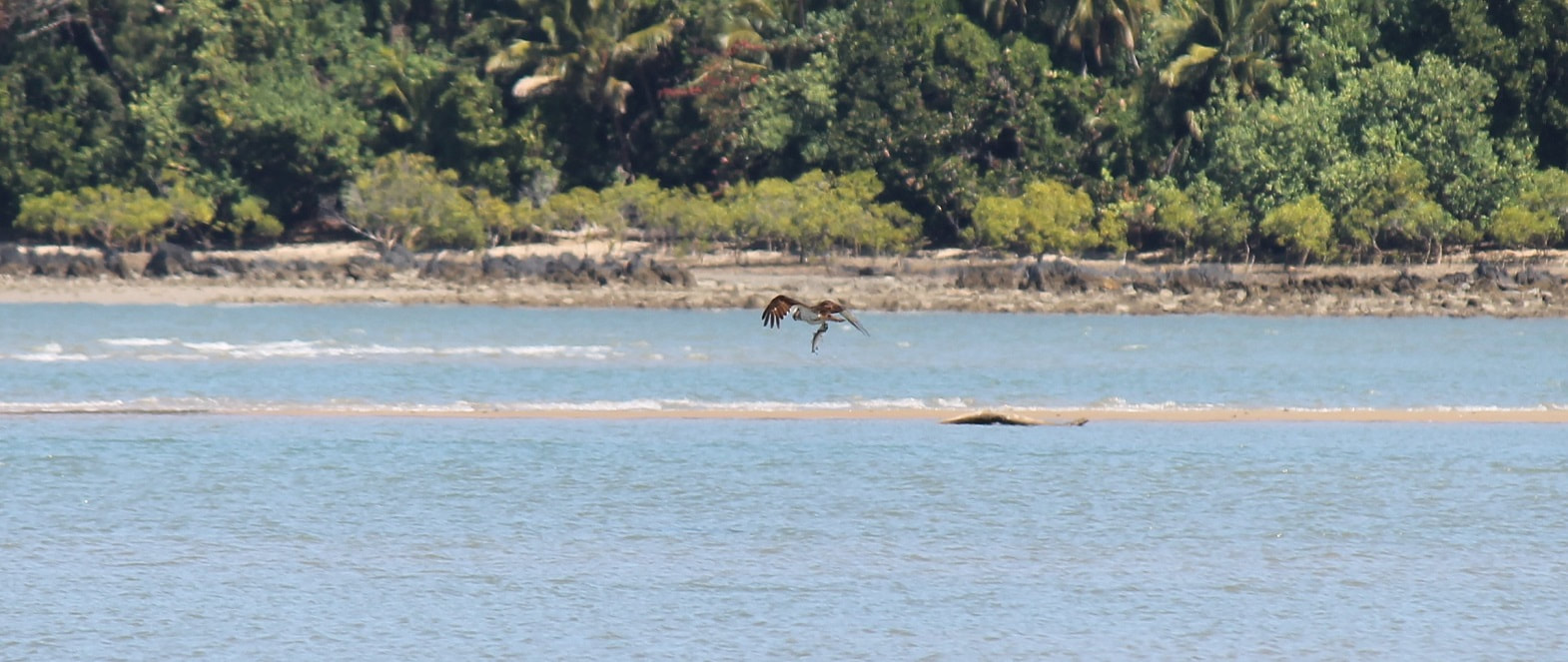 Osprey