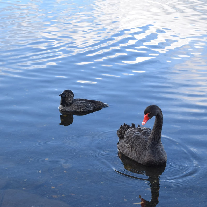 Musk Duck