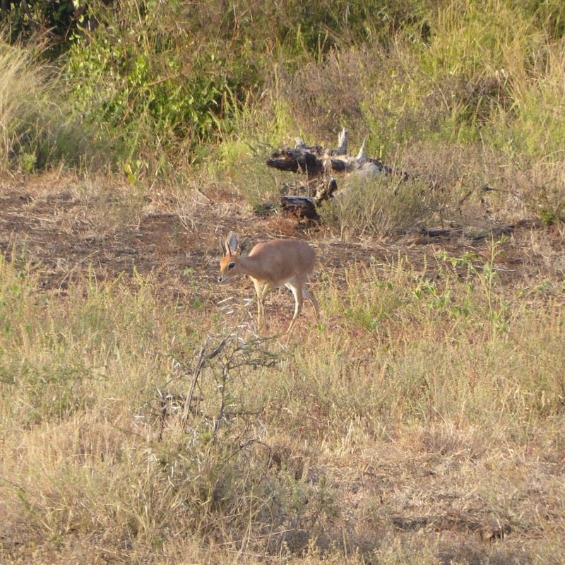 Steenbok