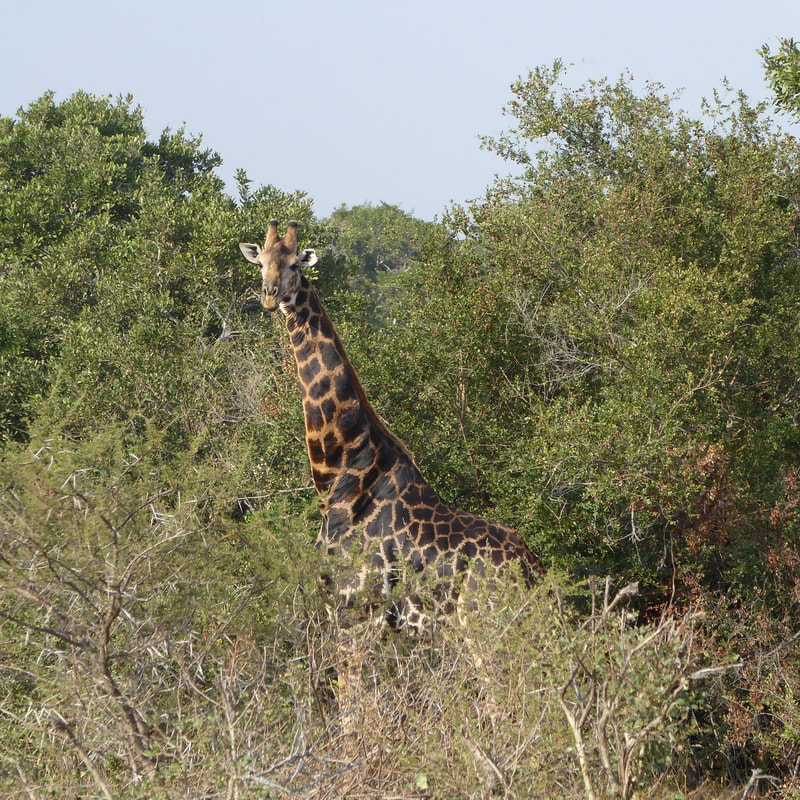 Giraffe