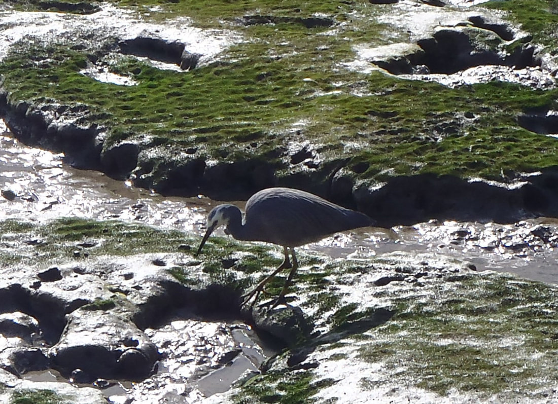 White-faced Heron