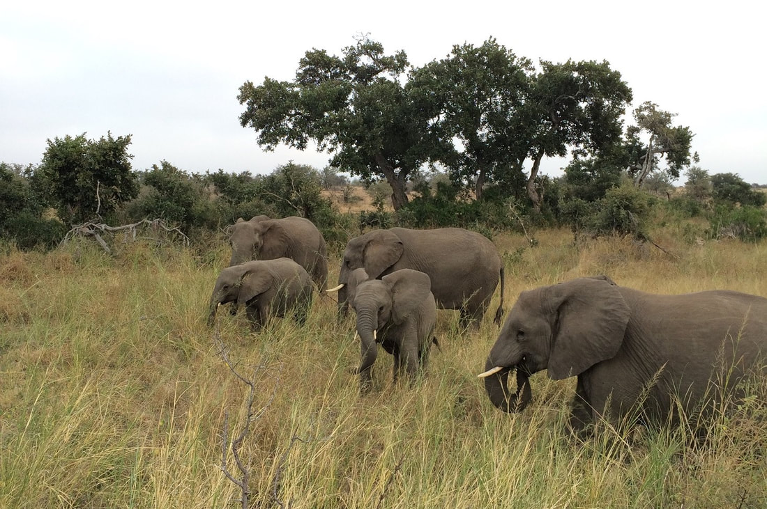 African Elephant