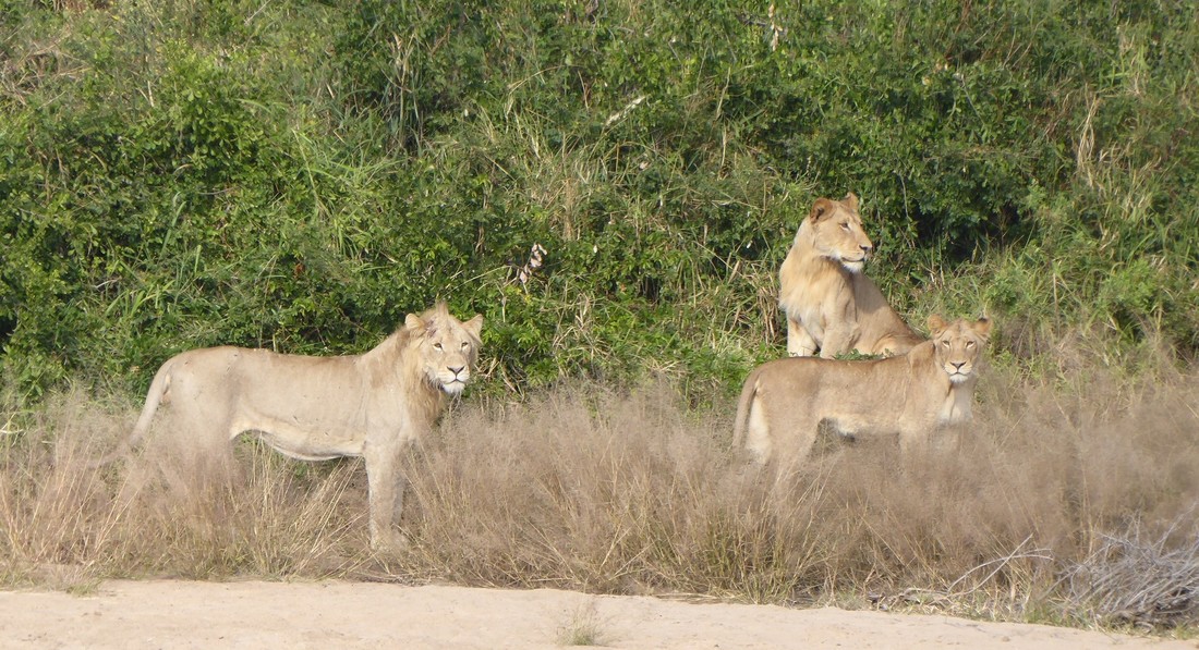 African Lion