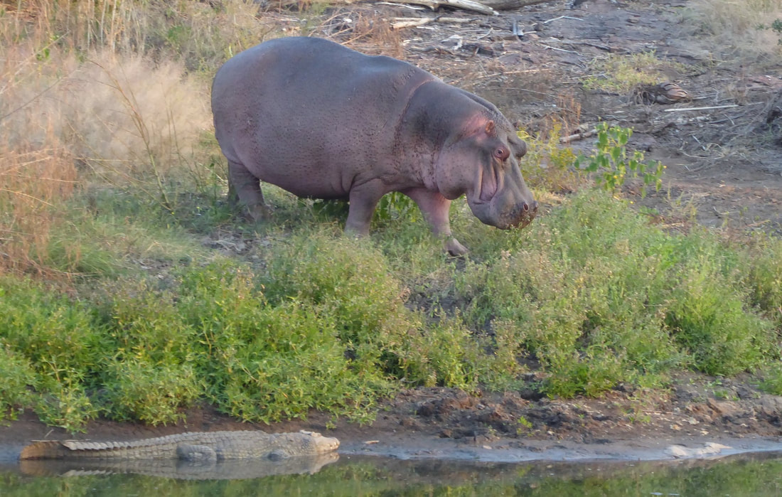 Hippo