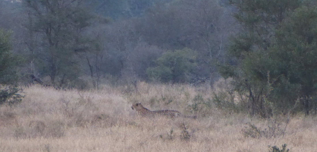 Cheetah