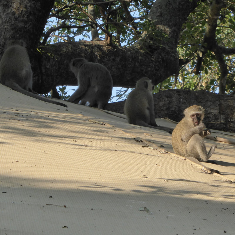 Vervet Monkey