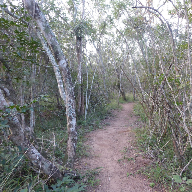 Sand forest