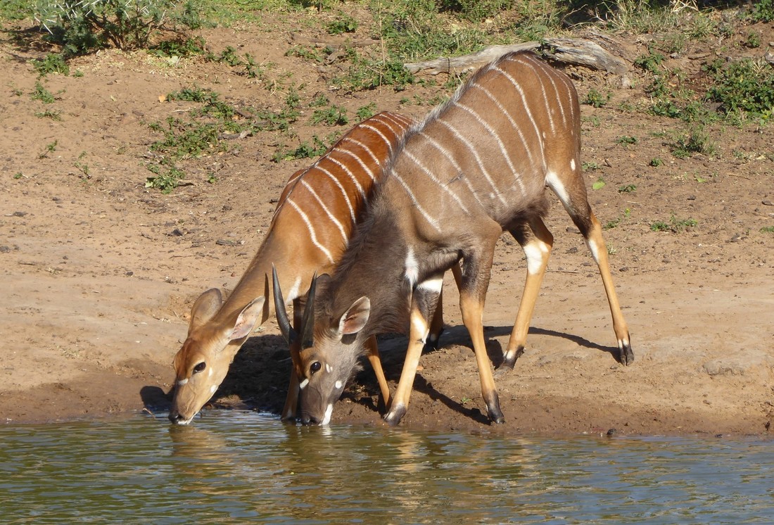 Nyala