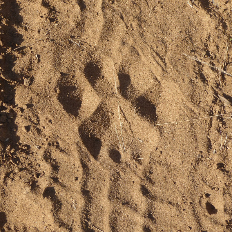 Lion print
