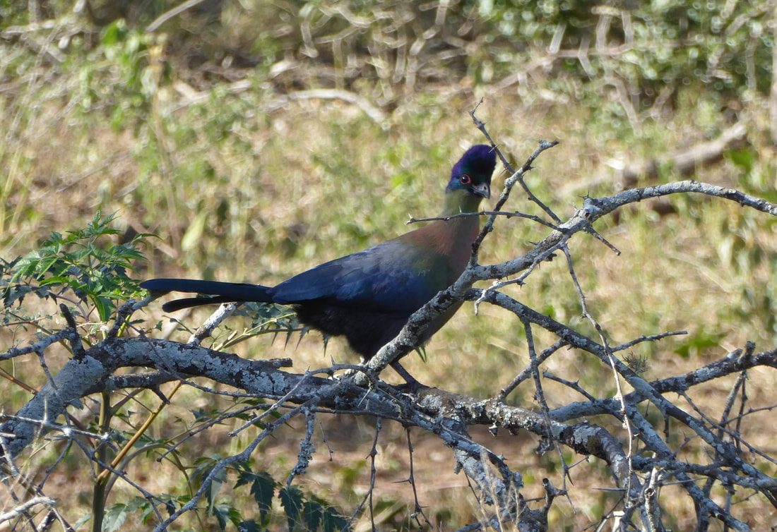 Purple-crested Turaco