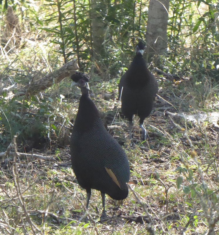 Crested Guineafowl