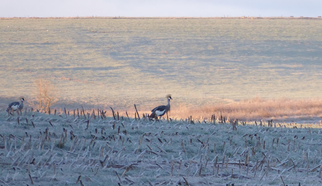 Grey Crowned Crane