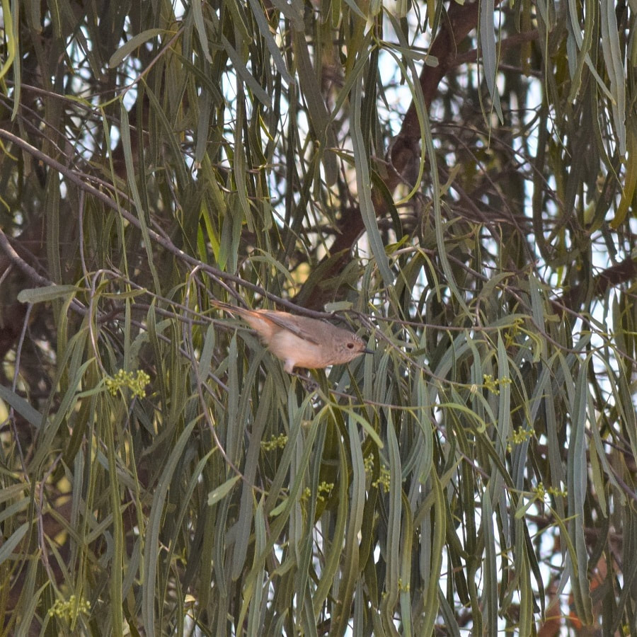 Inland Thornbill