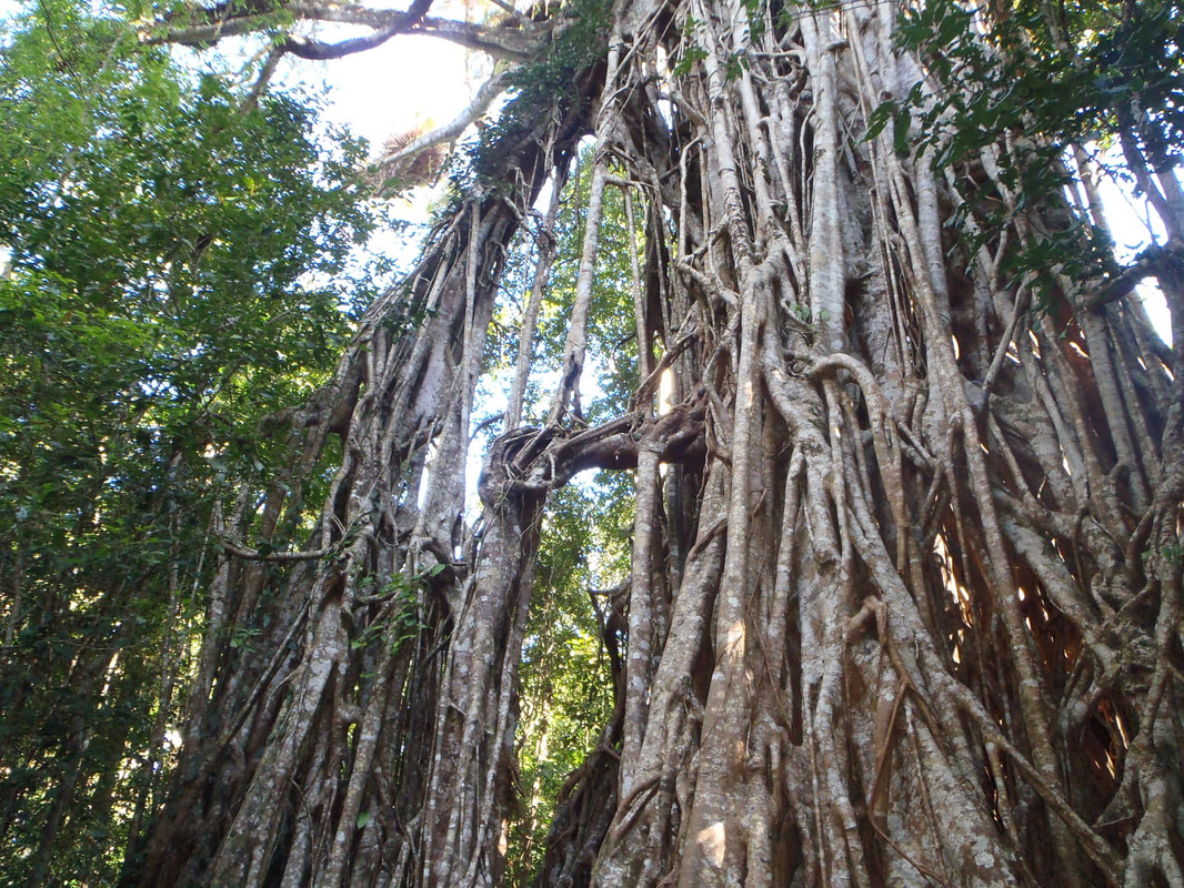 Cathedral Fig